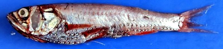 Neoscopelus microchir_03.jpg